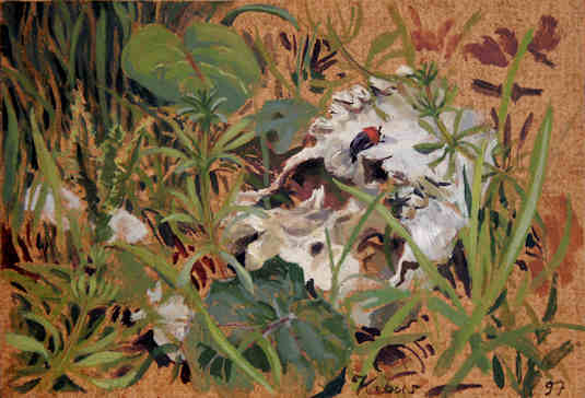 Schachblume